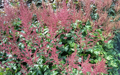 Astilbe arendsii